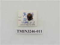 藏品(瓜茄瓢蟲)的圖片
